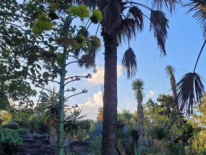 Tall fan palms and spiky yuccas growing out of a rocky slope in the gardens' dry-climate section, with the flowering stalk of an agave rising in front of them against a blue sky.