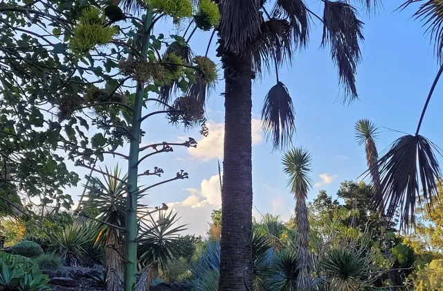Tall fan palms and spiky yuccas growing out of a rocky slope in the gardens' dry-climate section, with the flowering stalk of an agave rising in front of them against a blue sky.