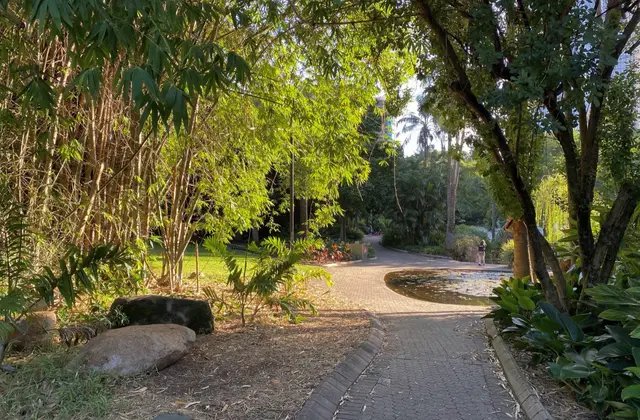 A brick path curving through the gardens past a lily-covered pond, hemmed in by bamboo clumps and low palms with late-afternoon sun coming through the canopy.