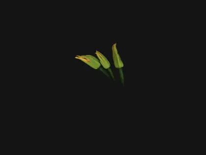Three unopened zucchini flowers, pale green with orange-tipped petals and thick dark stems, lying against a plain black background.