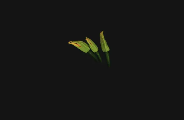 Three unopened zucchini flowers, pale green with orange-tipped petals and thick dark stems, lying against a plain black background.
