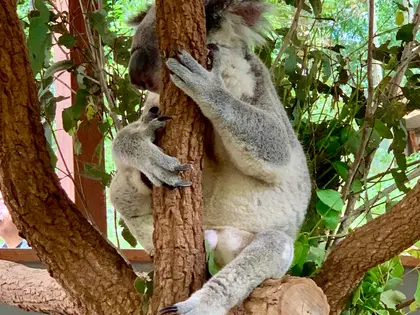 A koala gripping the fork of a tree with a smaller joey clinging to the trunk just below it, surrounded by cut eucalypt branches inside the sanctuary's enclosure.