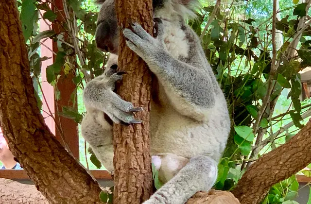 A koala gripping the fork of a tree with a smaller joey clinging to the trunk just below it, surrounded by cut eucalypt branches inside the sanctuary's enclosure.